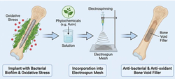 Phytochemical-Loaded Electrospun Meshes for Bone Repair 