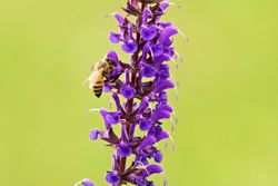 MSc project: Implications of night light colors for plant-insect interactions