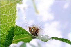 MSc project: Drought memory effects in tree crowns