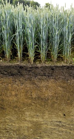 Master thesis: Long-term effects of different fertilizer types and application intensities on soil biological processes