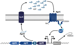 Master Thesis in clinical microbiology lab, molecular biology focus: Dissecting agr-Type Specific Regulation and Activation in Staphylococcus aureus Using Clinical Strain Collection and Isogenic Strain Models