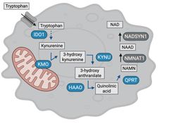 Kynurenine Metabolism in Rheumatoid Arthritis 
