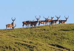 Praktikum in Verhaltensökologie beim Rothirsch im Schweizerischen Nationalpark