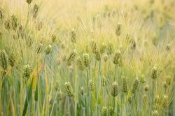 Plant–Microbiome Responses to Drought and Heat Stress: Comparing Traditional and Modern Barley Varieties