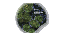 1-year Master’s project in Microbiology: the Rhizobial Hunger Games