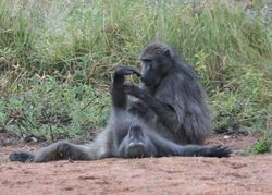 Sexual Conflict in Chacma Baboons