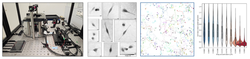 Label-Free Optical Microscopy and Machine Learning for Brain Cancer Research
