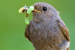 MSc project: How does drought memory shape bird predation behaviour?